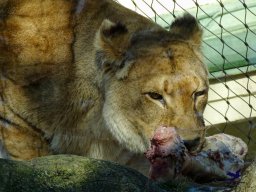 Tiergarten Schönbrunn am 27.01.2026